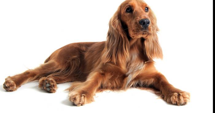 Rassemblement de chien cocker spaniel