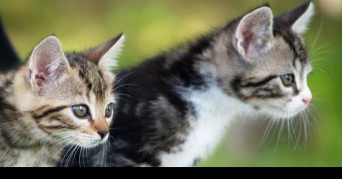 Un nombre de chats limités