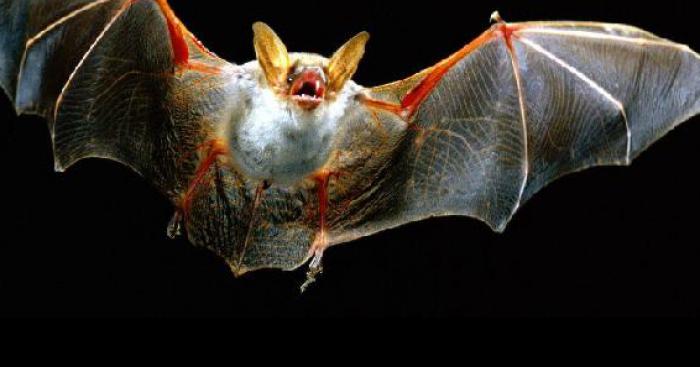 Une chauve souris réussit à sauver un homme