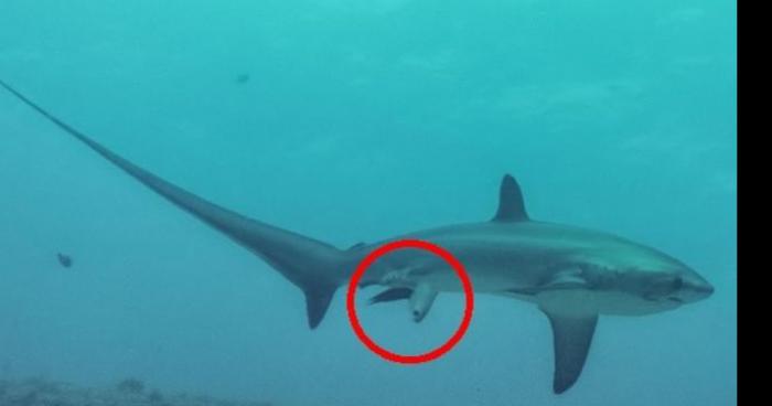 Requins à Royan