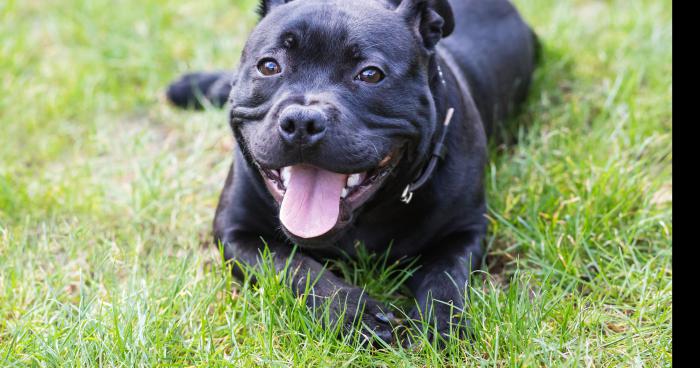 Le staffordshire bull terrier retirer du standard en France est la couleur noir...