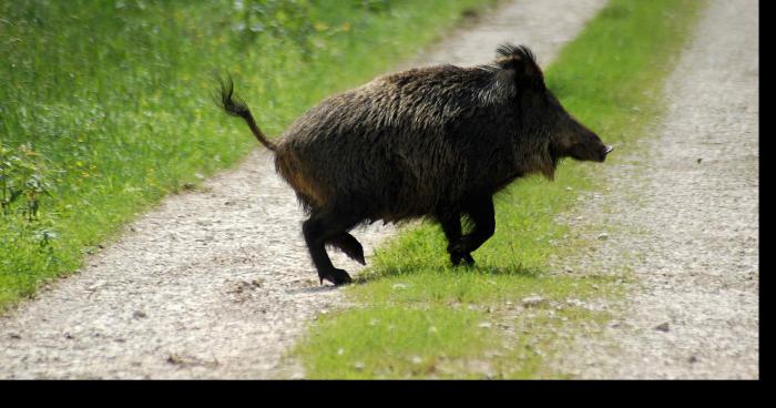 Horde de sangliers en fuite sur Aywaille