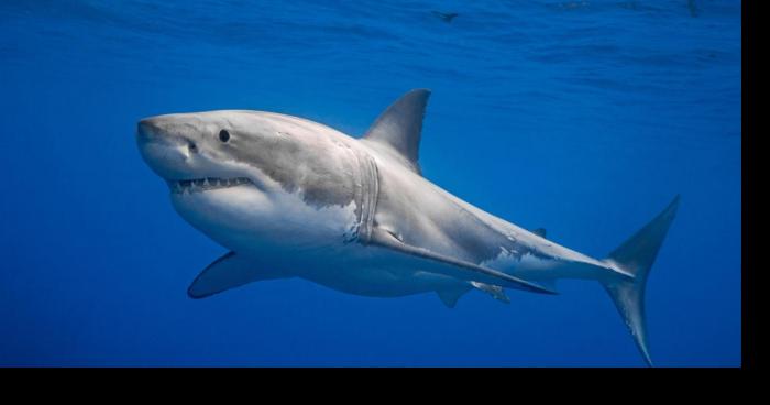 Un requin blanc au canal Saint Martin