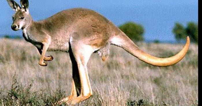 Un kangourou sauvage dans les environs des Sables d’Or (22)