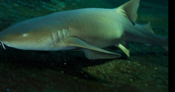 Un requins aperçu à Orléans