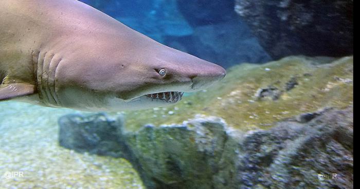 Attaque de requin sur dans le Var