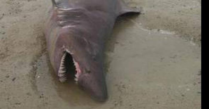 Un requin blanc trouvé échoué sur la plage des trois ilets!