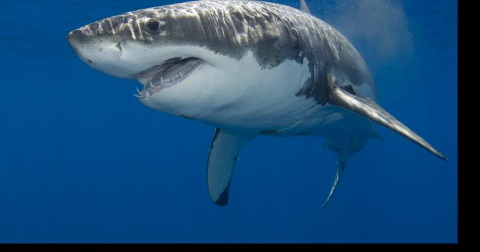 Requin trouvé en meuse