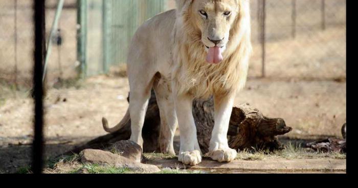 Un lion s'échappe du Jardin des Plantes à Paris