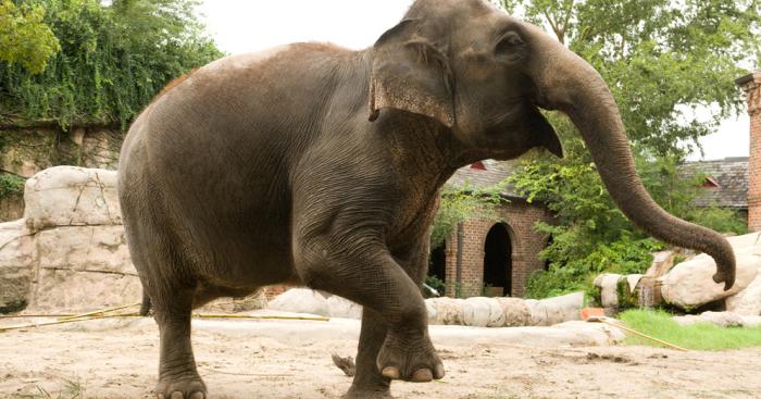 Un éléphant dans les rues de lunel