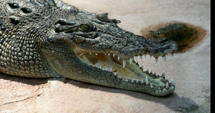 Un crocodile dans le centre de Charleville Mezieres