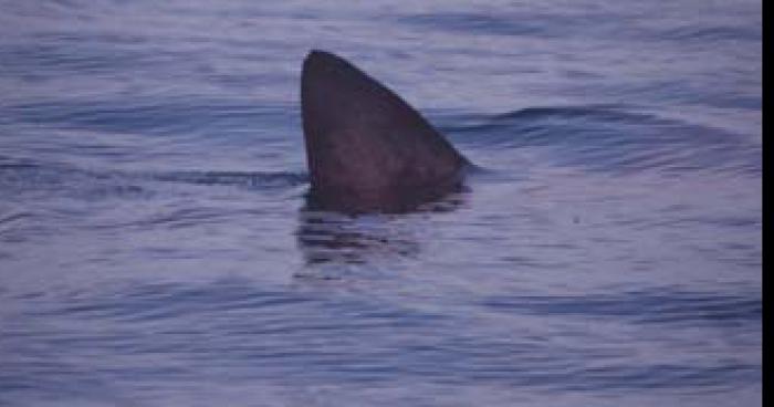 Un grand requin dans la mer de merlimont a fait 12 blessés graves et 5morts