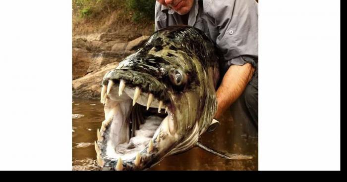 Lézardrieux: Un poisson Tigre Goliath pêché dans le trieux