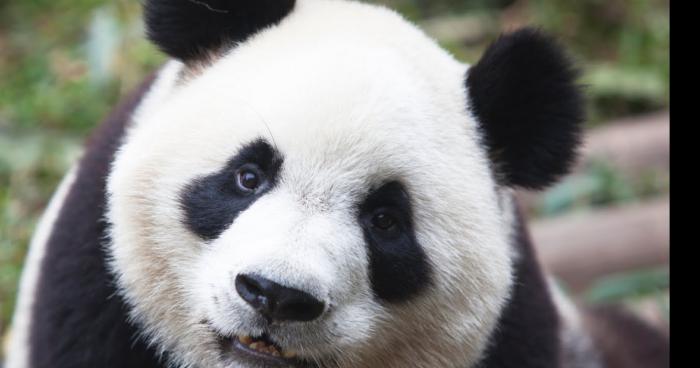 Un Panda Dérobé dans un cirque a st victoret