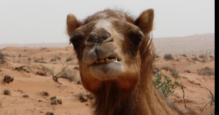 Viole d'un chameau en Arabie saoudite