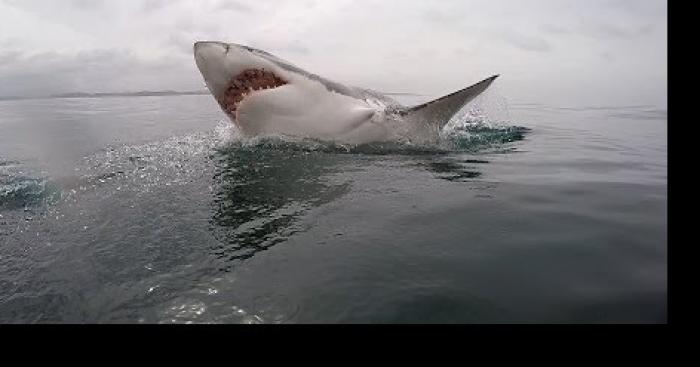 Un requin aperçu dans la mer de Berck est ce possible?