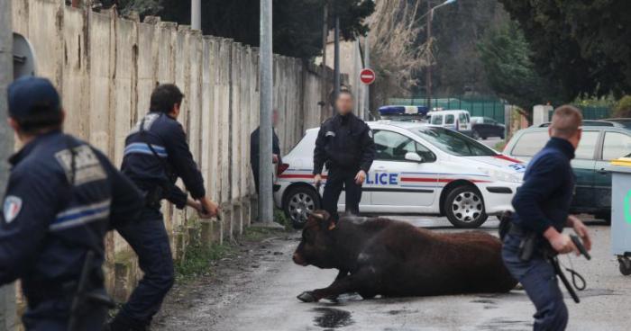 Un toro straverse le Grau du roi