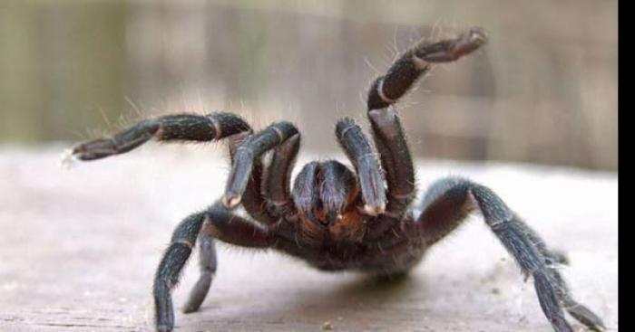 Un camion se renverse sur la A31 au niveau de la sortie MONDELANGE, des arachnides dans la nature!