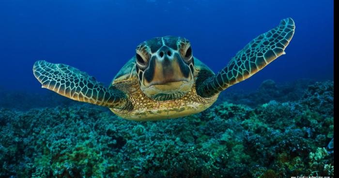 Jeune femme de 14 ans déviergée par une tortue au Mexique.