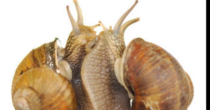 Saintes (Charente-Maritime, 17) attaquée par des escargots géants !