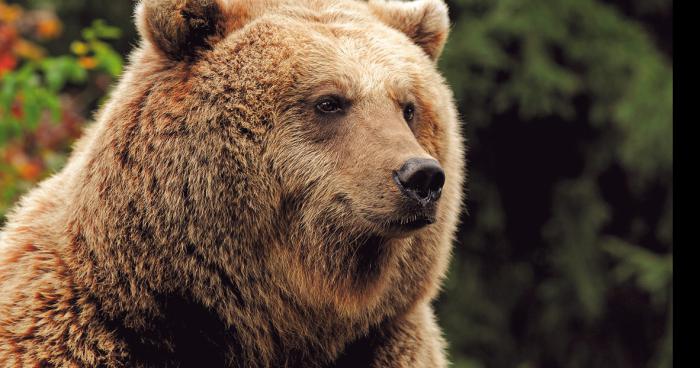 Un ours à Saint-Girons