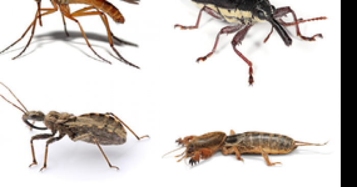 Le mois prochain nous mangerons que des insectes.