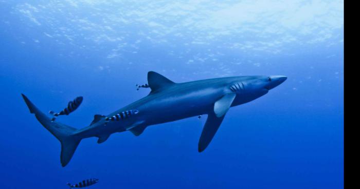 Attaque de requin à la Pointe Vénus.