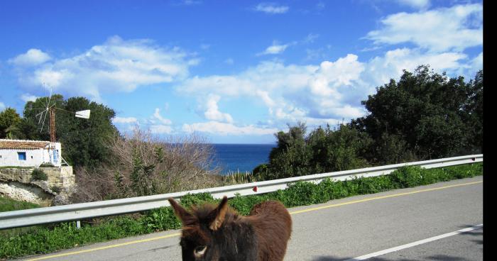 Un rein pour Joy