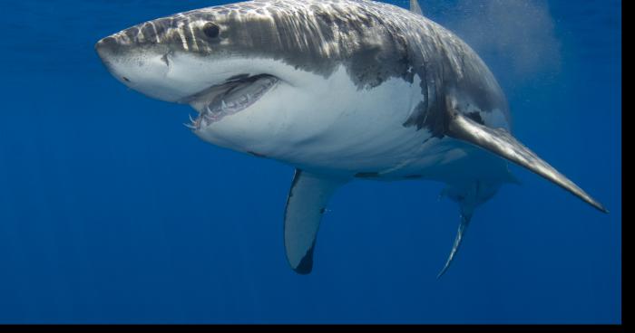 Il tire sur la queue d'un grand requin blanc et sauve une nageuse